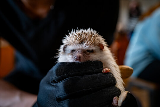 Holding a hedgehog at a cafe in Tokyo, Japan.