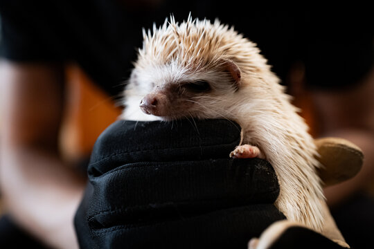 Holding a hedgehog at a cafe in Tokyo, Japan.
