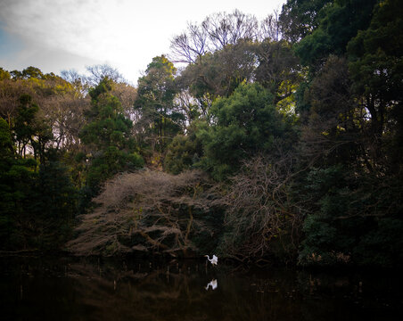 A white crane in a pond in a park in Tokyo, Japan.