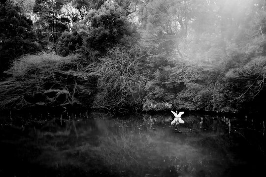 A white crane in a pond in a park in Tokyo, Japan.
