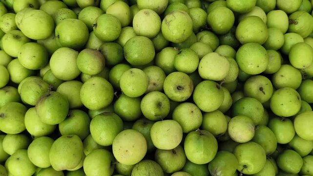 Freshly picked green jujubes with crisp bite and shine, blending sweetness with a tangy kick. Naturally grown, organic and nutrient rich, perfect for healthy snacking or adding a so refreshing twist!
