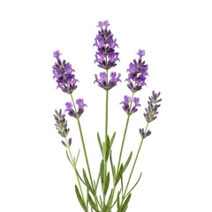 Obraz premium Vibrant lavender plant with purple flower spikes and silvery-green leaves, isolated on a transparent studio background for scientific botanical beauty