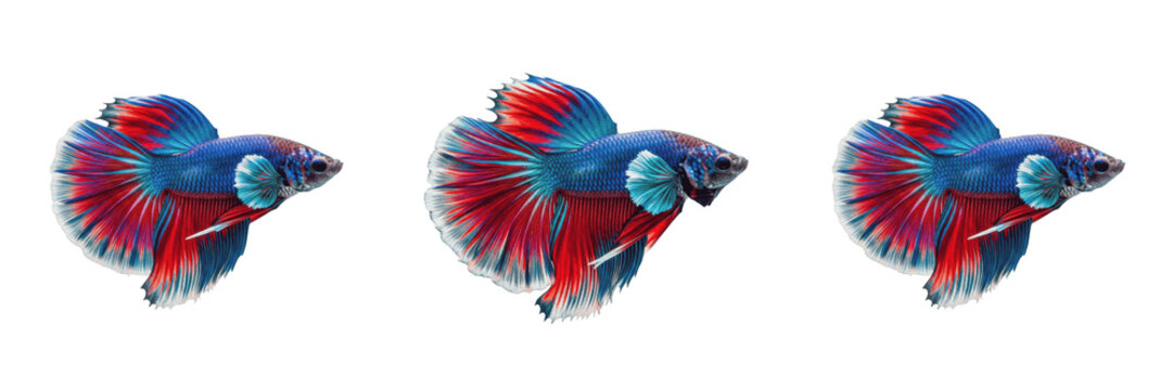 Colorful Betta Fish Swimming for Aquarium Pet and Aquatic Nature Design