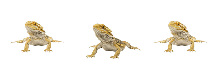 Fototapeta premium Bearded Dragon Reptile Lizard for Pet Store and Exotic Wildlife Education