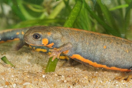 Closeup on an colorful aquatic gravid female Chinese Blue -tailed fire-bellied newt, Cynops cyanurus
