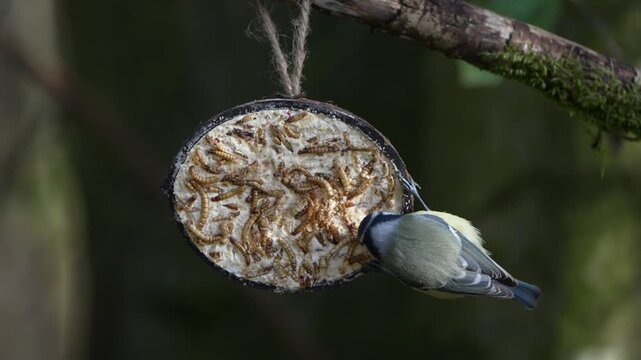 Blaumeise frisst aus einer Kokosnussh&auml;lfte