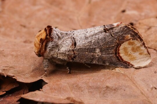 Closeup on a colorful Prominent puss moth, Phalera bucephala, sitting on dried leafs