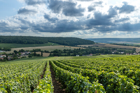 Champagne vineyards establishing grape harvest in Marne