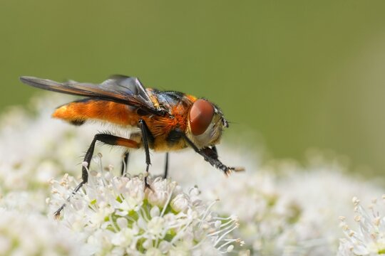 Closeup on a colorful Tachinid fly, Phasia hemiptera on a white flower