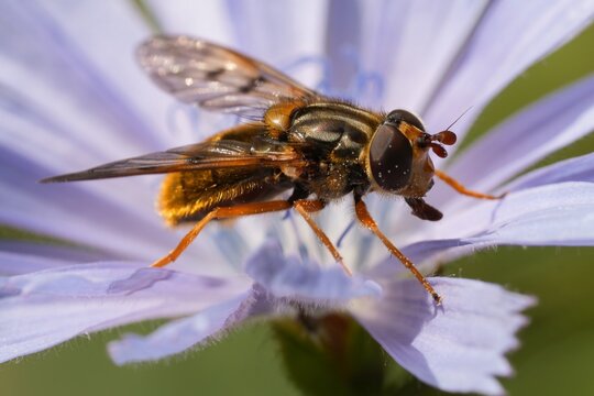 Closeup on a Common Copperback hover fly , Ferdinandea cuprea on a light blue wild chicory flower