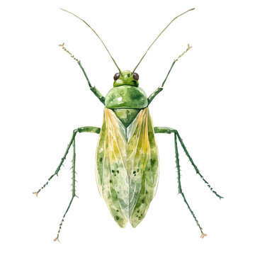 watercolor of Aphid draw illustration, isolated on a white background.