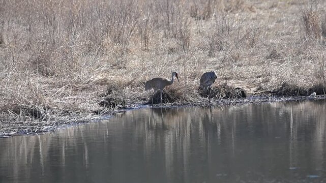 Two Sandhill Cranes in the Pond