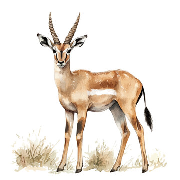 watercolor of Antelope vector painting, isolated on a white background.