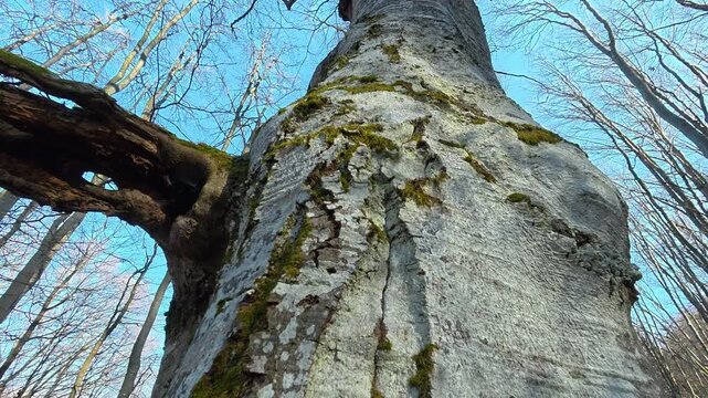 Ancient tree stands tall, mossy bark textured. Kozji Kamen viewpoint hike. Stara Planina, Serbia.