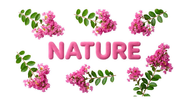 3D render top view of pink crepe myrtle flower branches and nature text isolated on white background