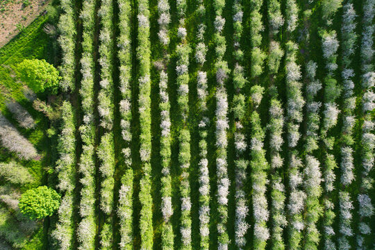 Aerial view of blooming apple trees in spring time in Nava municipality, Comarca de la Sidra, Asturias, Spain, Europe