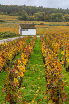 Chambertin vineyard landscape displaying colorful autumn harvest in Bourgogne