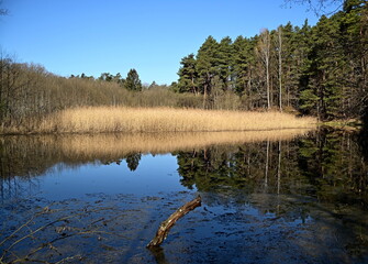 Obraz premium reflection of trees in the lake