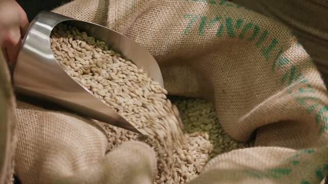 Top view green coffee beans into burlap sack in roastery close up tracking shot.