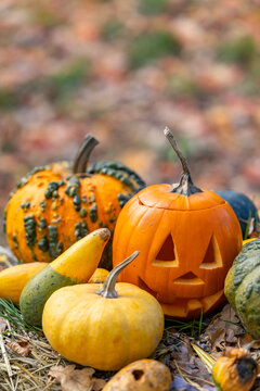 Halloween pumpkin jack o' lantern with autumn gourds and leaves