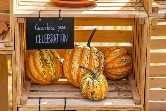 Cucurbita pepo gourds celebrating autumn harvest in Prague