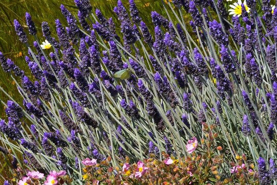 A white butterfly on lavender, or Lavandula plants in a garden, in Piraeus, Greece, at springtime