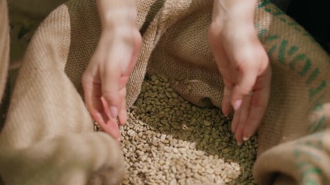Slow motion woman hands pouring and cupping green coffee beans in burlap sack overhead static shot.