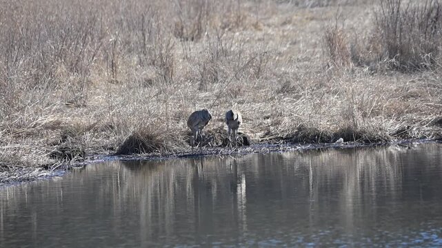 Two Sandhill Cranes in the Pond