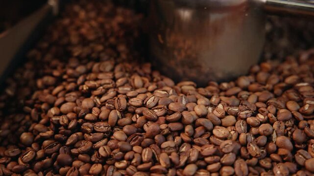 Roasted coffee beans being mixed by metal agitator in roaster drum, Roasting shop factory.