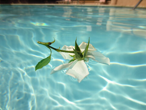 White Rose Floating in Pool Water