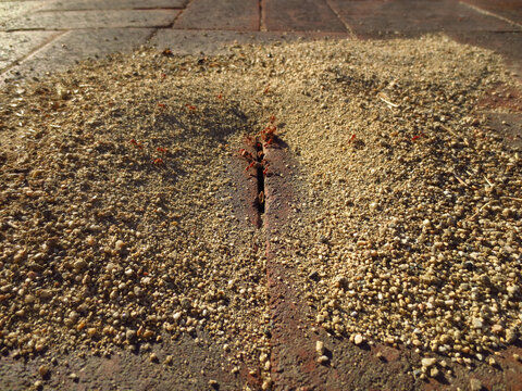 Urban Anthill Red Ants in Brick Sidewalk Crack