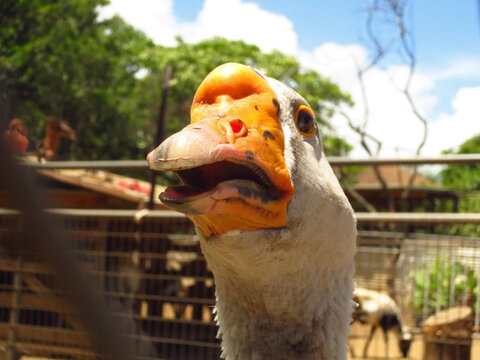 Goose That Has Been in Fights Close-up Portrait