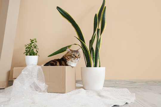 Cute cat sitting in cardboard box with bubble wrap at home