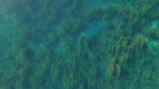 Beneath the crystal-clear green-blue waters, a breathtaking view from above of vast beds of algae and aquatic plants illuminated by the sun&rsquo;s rays.