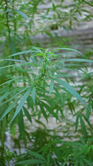 Fototapeta premium Marijuana plant with serrated leaves and small buds leaning toward a stone wall in a building setting; calm growth.