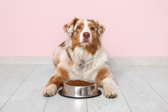 Cute Australian Shepherd dog lying with bowl of dry food near pink wall