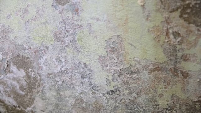 Remediation mold on damaged areas of the wall before house renovation. Treatment for protection against mold and decay