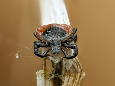 Makroaufnahme der Zecke Ixodes ricinus mit detaillierten Mundwerkzeugen und K&ouml;rperstrukturen. Wissenschaftliche Darstellung eines wichtigen Krankheitsvektors in Natur, Medizin und Forschung.