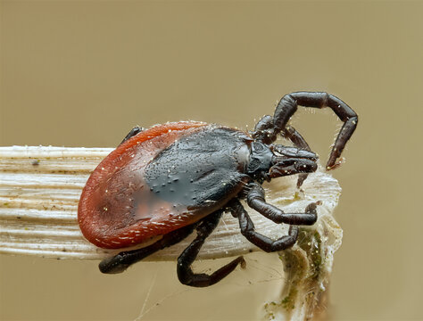 Makroaufnahme der Zecke Ixodes ricinus mit detaillierten Mundwerkzeugen und K&ouml;rperstrukturen. Wissenschaftliche Darstellung eines wichtigen Krankheitsvektors in Natur, Medizin und Forschung.