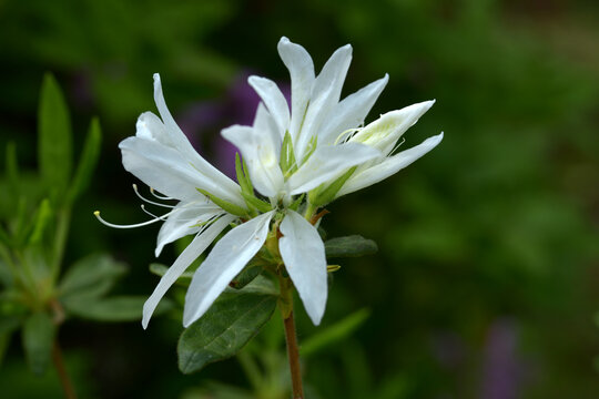 ハナグルマ　ツツジ