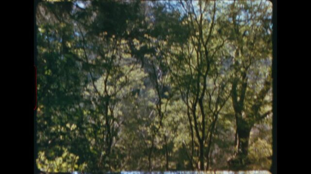 Impressionistic water reflection of trees panning upward to reveal forest canopy above, abstract painterly movement from mirror surface to real foliage, super 8 vintage grain