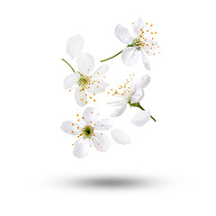 Naklejka premium Beautiful flowers falling against white background. Spring blossoms