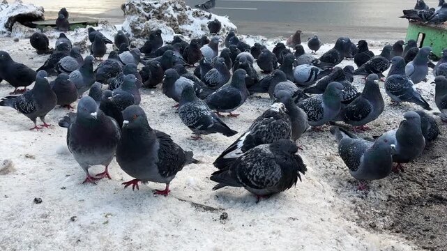 Flock of pigeons eating switchgrass in the urban park in cold winter outdoors