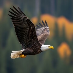 Fototapeta premium Majestic bald eagle flying over forest during autumn season