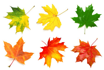 Obraz premium Collection yellow maple leaf isolated on white background. Autumn, falling foliage. Flat lay, top view, creative concept