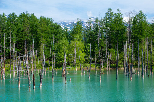 北海道 美瑛 白金青い池 神秘的なコバルトブルーと立ち枯れのカラマツ(Mysterious cobalt blue Shirogane Blue Pond and withered larch trees in Biei)