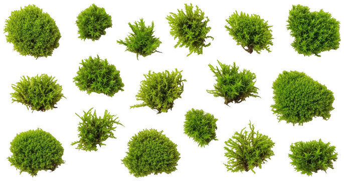 Green moss png Natural bryophyte cutout Forest greenery png Fresh plant cutout Organic lichen png Lush foliage cutout Wild vegetation png Damp turf cutout isolated transparent background image