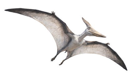 Pteranodon flying three-quarter view with wings spread © Edward.S