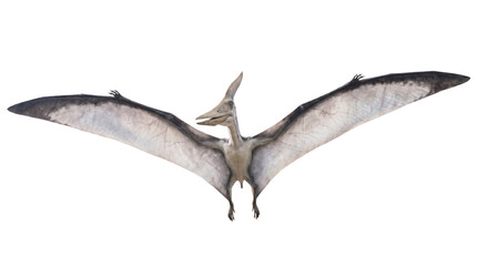 Pteranodon flying with wings spread, front view © Edward.S