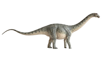 Long-necked Diplodocus dinosaur standing side profile © Edward.S